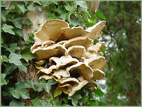 Herfst... -|- Foto: Bram Elstak  het WWCW 2006