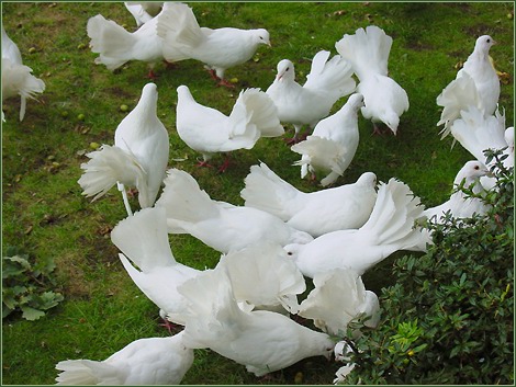 De duiven van Genoveva -|- Foto: Friso Geerlings © het WWCW 2005