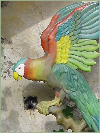 Spreken zolang het oog rood is, dan spreekt de exotische vogel het wel na...  -|- Foto: Friso Geerlings © het WWCW 2005