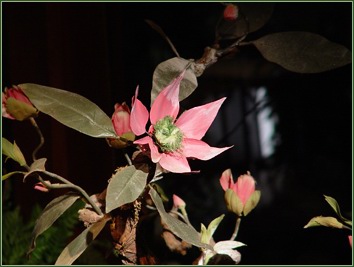 Een bloem in de tuin van de keizer van China -|- Foto: Bram Elstak © het WWCW 2005