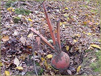 Foto: Friso Geerlings, © 2003 Het Wonderlijke WC Web