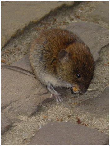 Een tam muisje bij het Lavenlaar in de zomer van 2002 -|- Foto: Friso Geerlings  Het WWCW 2004