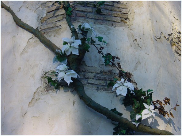Fraaie "Pieckse" ijsbloemen op de toren van Raponsje. -|- Foto: Friso Geerlings  Het WWCW 2005